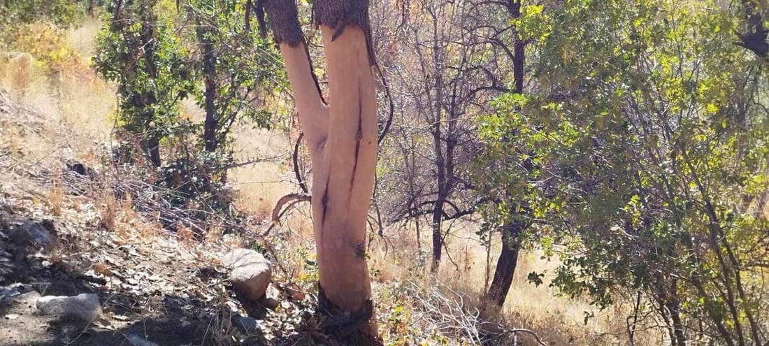 له‌ گوندێكی هێرۆ كوره‌یه‌كی خه‌ڵوز تێكدرا