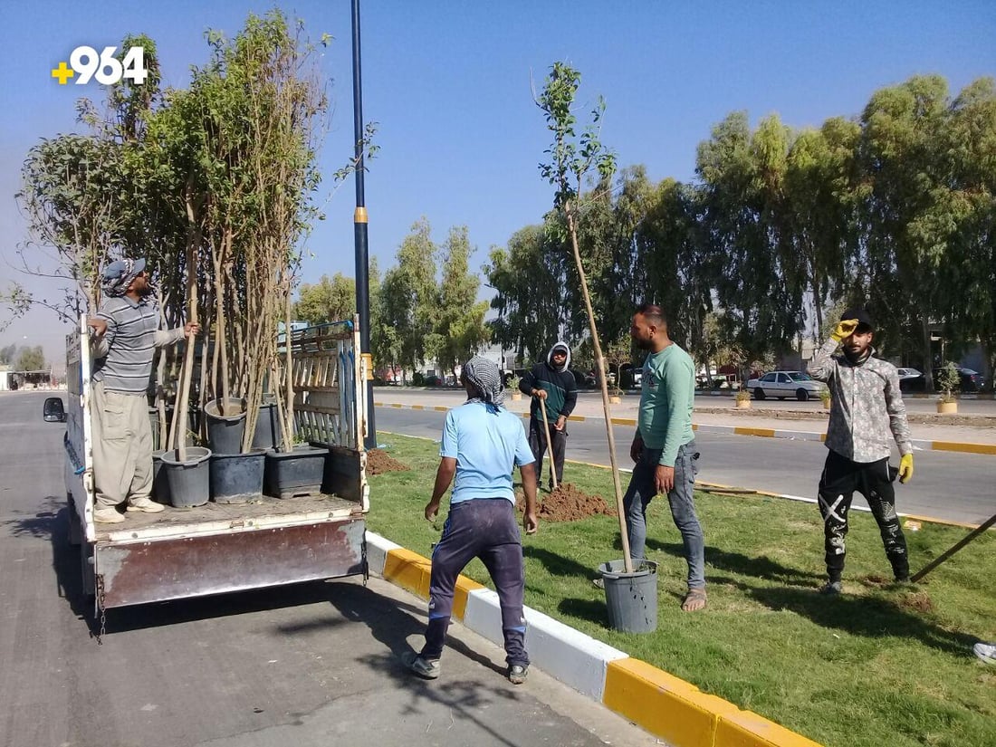 شجرة “جاكرندا” الرائعة قريباً في جزرات آلتون كوبري.. بدأت الزراعة (صور)
