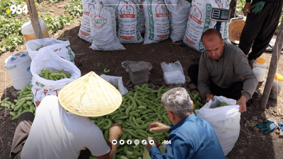 وەرزی رنینەوەی ترۆزیە و دەیان گەنج کاریان دەستکەوتووە