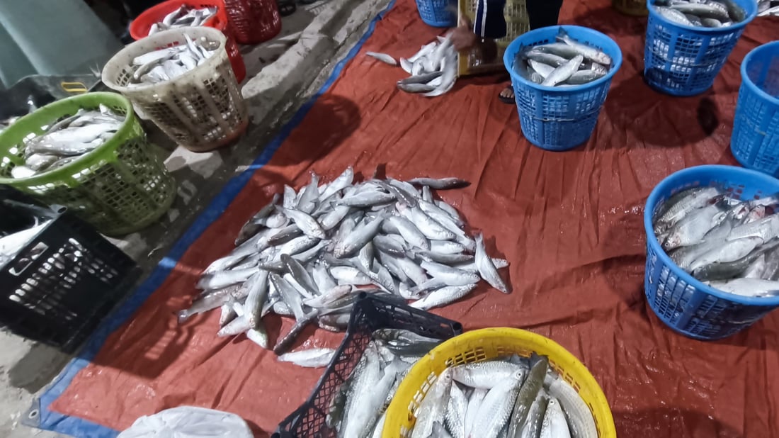 الروبيان يزاحم الصبور على مبيعات مزاد النقعة.. قائمة بأسعار السمك ليوم الاثنين