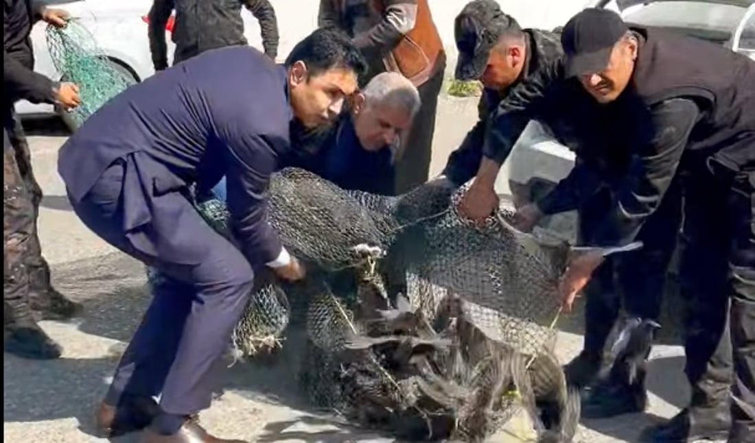 لە هەولێر 1000 ریشۆڵە گەڕێندرانەوە بۆ ناو سروشت