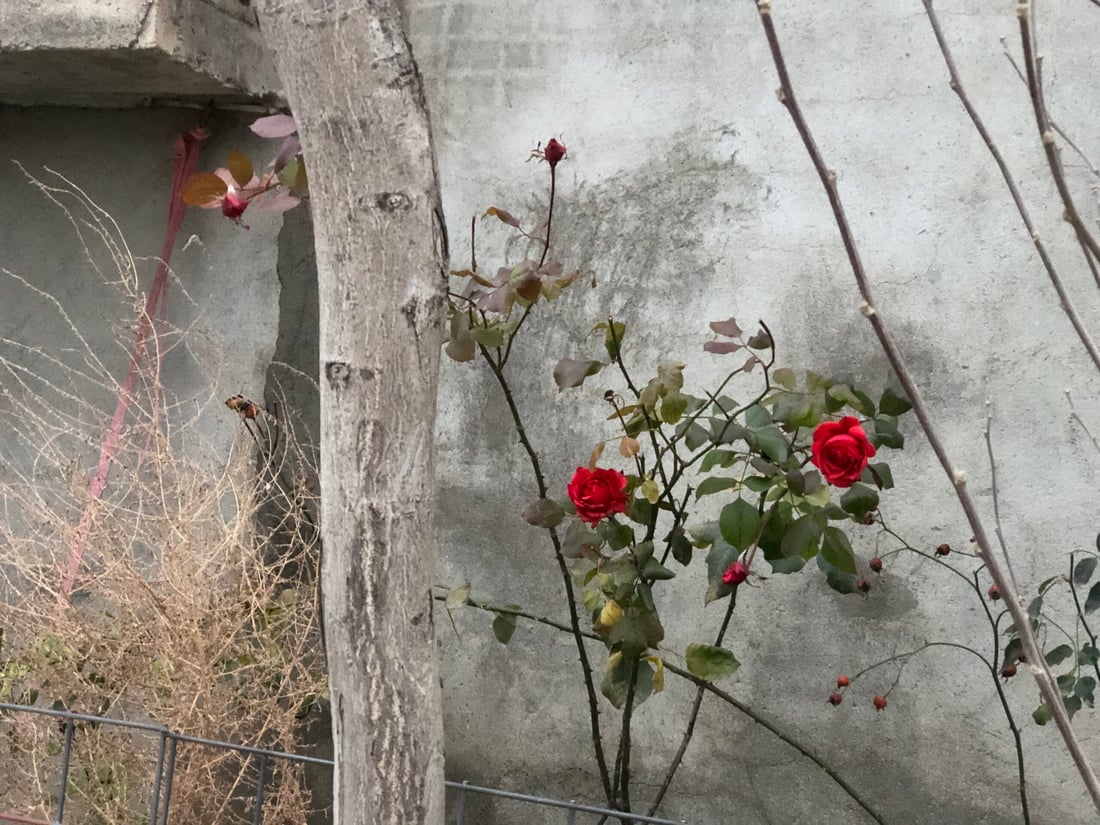 لەناو سەرما و بەفری پێنجوێن گوڵەباخەکان هەر گەشن