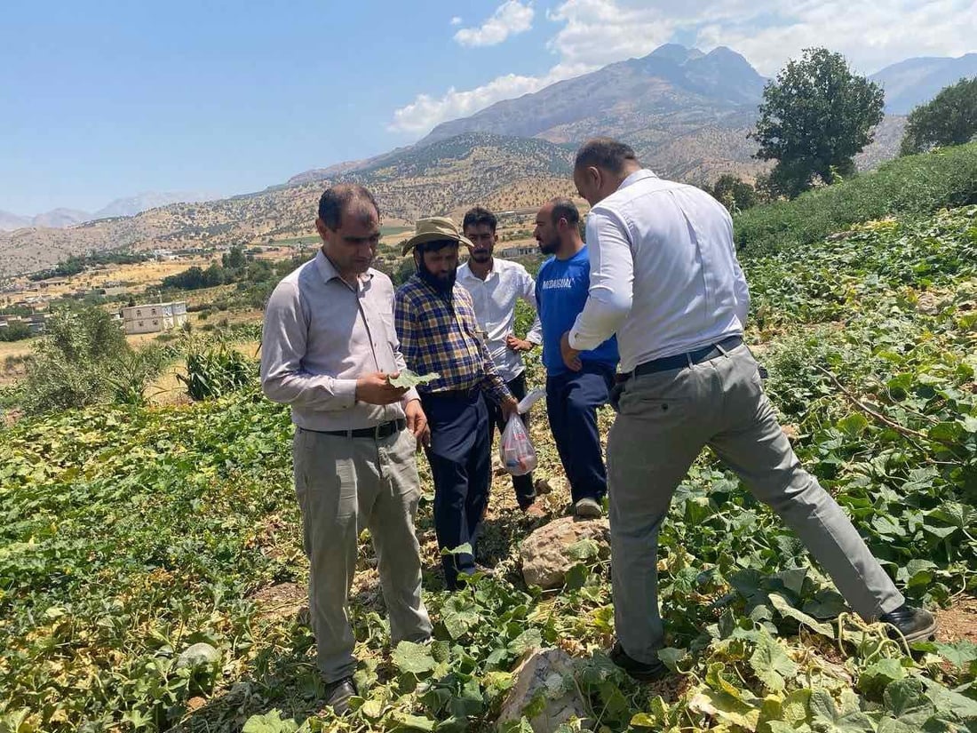 بەدواداچوون بۆ نەخۆشکەوتنی دارگوێزەکانی باڵەکایەتی دەکرێت