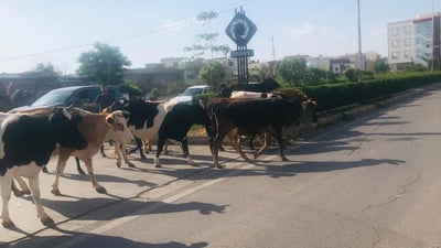 14 مانگا دەست بەسەر کران