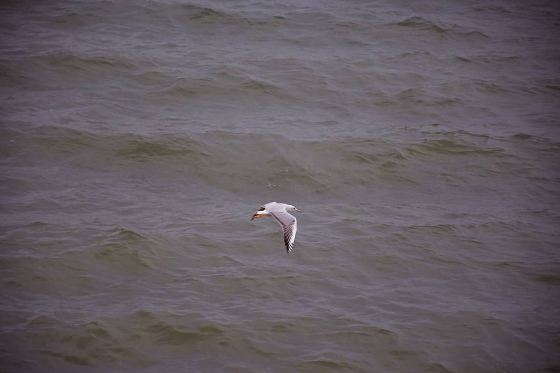 صور: الطيور المهاجرة تعود لبحيرة حمرين بعد الأمطار الغزيرة