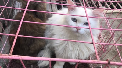 لە سلێمانى دەستبەسەر سەگ و پشیلەدا دەگیرێت