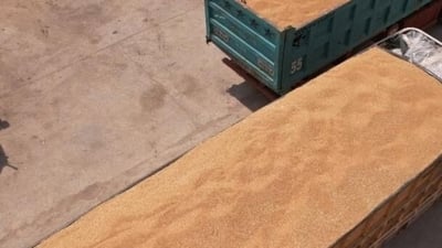 Najaf sees record wheat harvest as farmers expand cultivation to desert areas