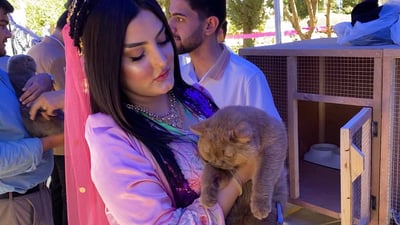 پشیلەیەکی دەگمەن براوەتە فێستیڤاڵی ڤێتێرنەری پەیمانگەی شەقڵاوە