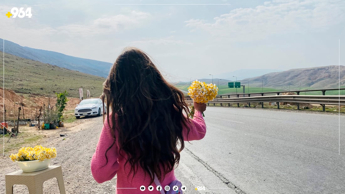 منداڵە نێرگز فرۆشەکانی لۆفەی سپیلک