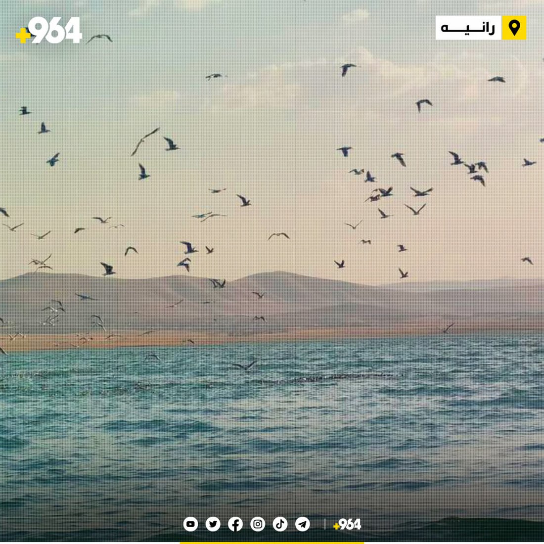 صور مدهشة من أعشاش النوارس عند بحيرة دوكان.. البيض يفقس الآن