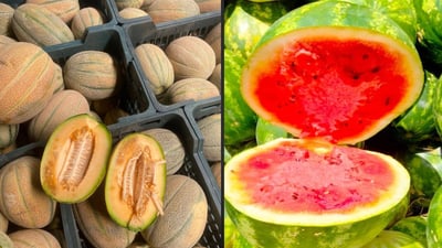 لە کەرەنتینەوە بۆ ئێران؛ عەشامەتێ میوە و بەرهەمی کشتوکاڵی گەڕێندرانەوە