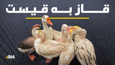 بێمووچەیی بازاڕی پەلەوەری کوردی کز کردووە