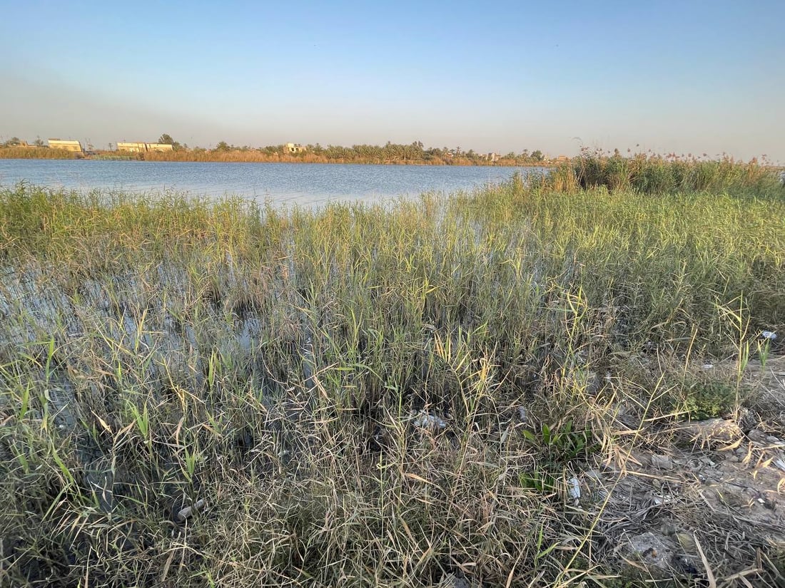 لكل قوي نهاية.. ماتت أسماك البلطي العنيدة في فرات البصرة والصيادون سعداء! (صور)