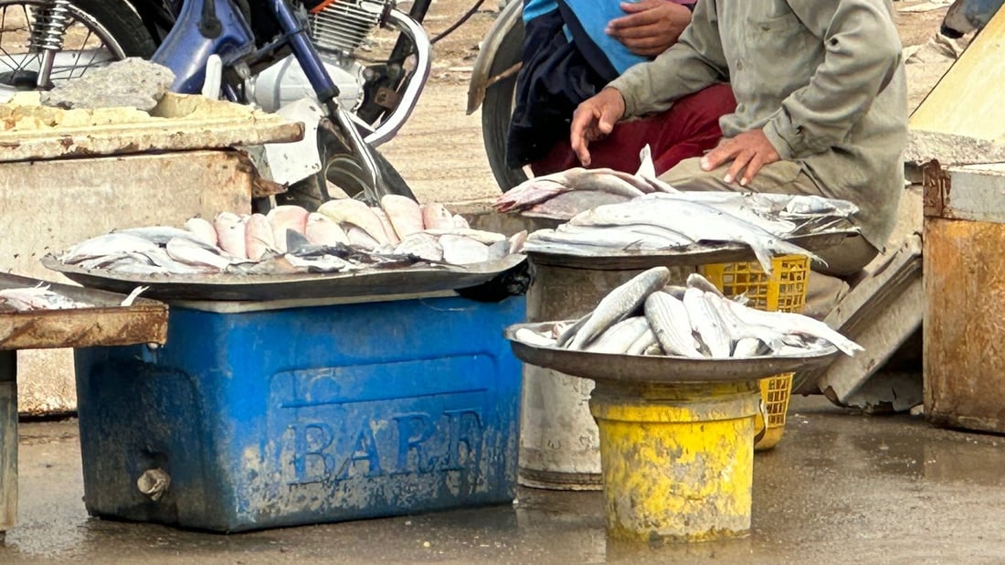 الصيد وفير رغم اضطراب البحر.. أسعار السمك في مزاد النقعة صباح الخميس