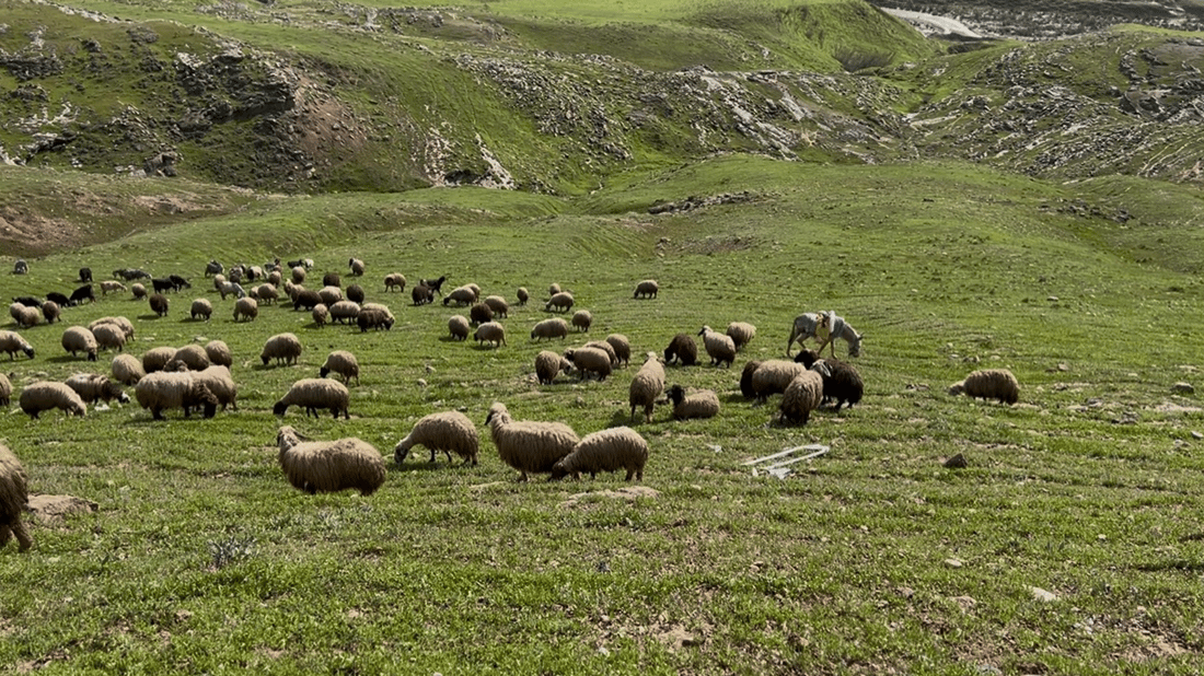 شوانکارەیەکى دنیادیدە گلەیى لە بزنەکان هەیە و باسى لەوەڕ دەکات