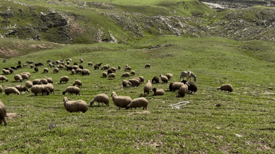 شوانکارەیەکى دنیادیدە گلەیى لە بزنەکان هەیە و باسى لەوەڕ دەکات