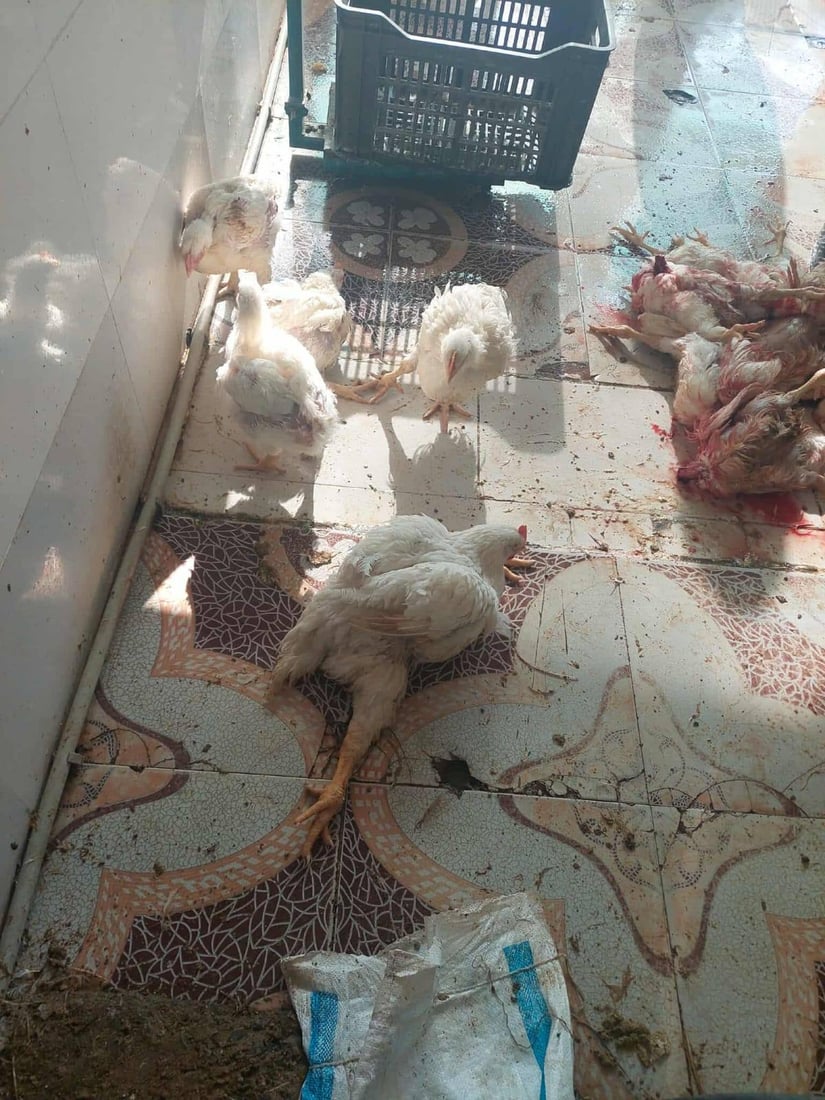 لە هەڵەبجە 30 مریشکی زیندوو دەستیان بەسەرداگیرا و لەناوبران