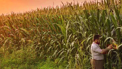 “هه‌ر جوتیارێك كاره‌باى فه‌رمى نه‌بێت نابێت گه‌نمه‌شامى بچێنێت”