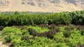گەلاوێژ کەوت؛ گەرما پشتى دەشکێت و شەوگار درێژ دەبێت