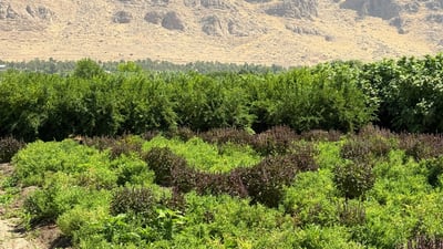 گەلاوێژ کەوت؛ گەرما پشتى دەشکێت و شەوگار درێژ دەبێت