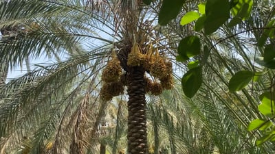 فيديو: ما أشهى السماوة في مزاد بغداد.. 250 طن رطب يومياً تتحداكم