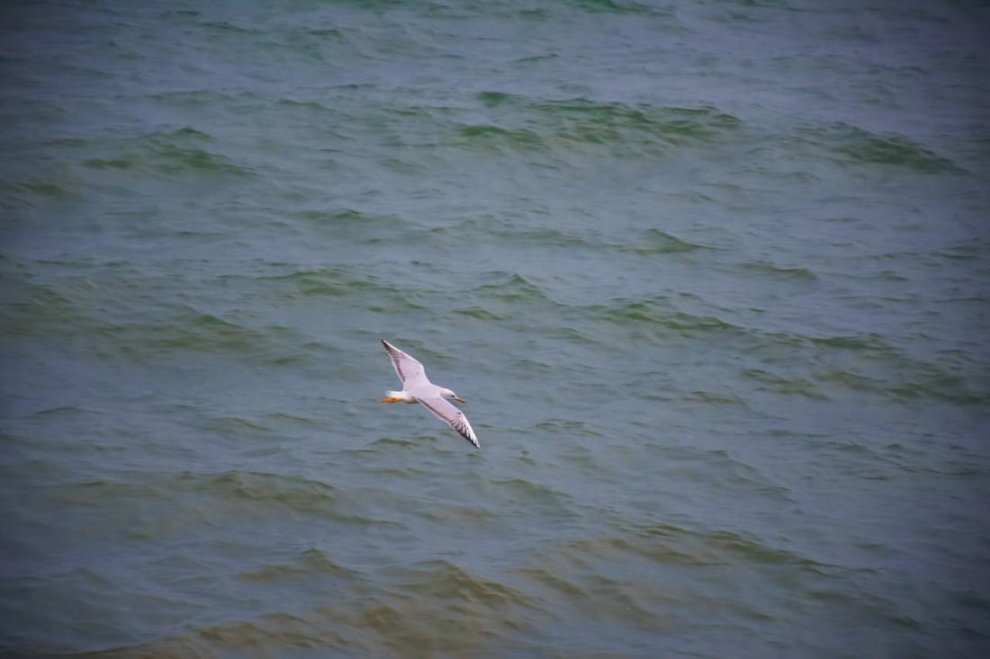 صور: الطيور المهاجرة تعود لبحيرة حمرين بعد الأمطار الغزيرة