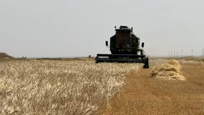 خذ محصولنا أيها السوداني قبل النار.. مشاهد وأرقام مبشرة من حصاد نينوى