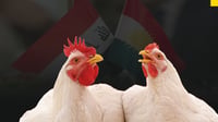 تاوەکو ئێستا كێشه‌ى پڕۆژه‌ په‌له‌وه‌رییه‌كانى هه‌...