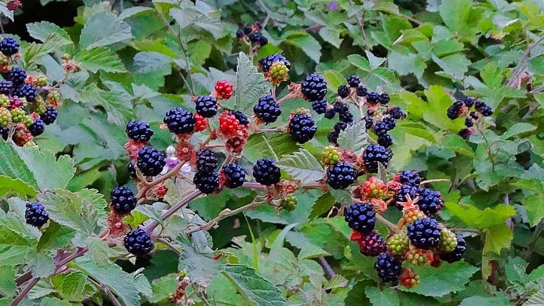 Blackberries thrive in Kurdistan but remain uncultivated despite popularity