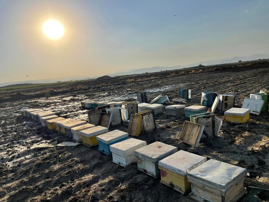 “یه‌كه‌م بارانى پاییز زیانى به‌ هه‌نگه‌كانم گه‌یاند”