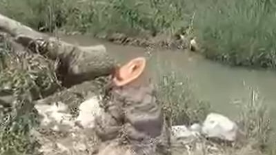 لەسەر بڕینی دار چنارەکانی ناحیەی دێرەلووک دوو کەس دەستگیر کران