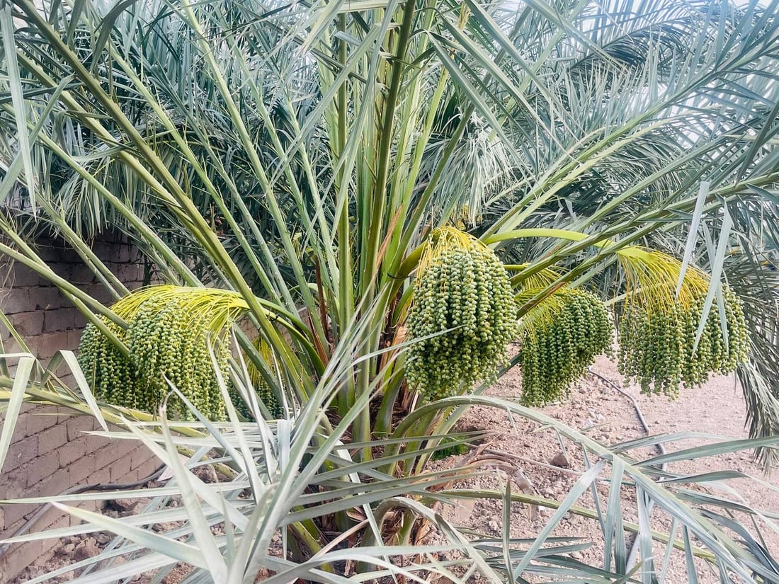 فيديو من بساتين البرحي.. البصرة تبدأ “دلاوة العذوق” والعراق ينتظر أشهى التمور