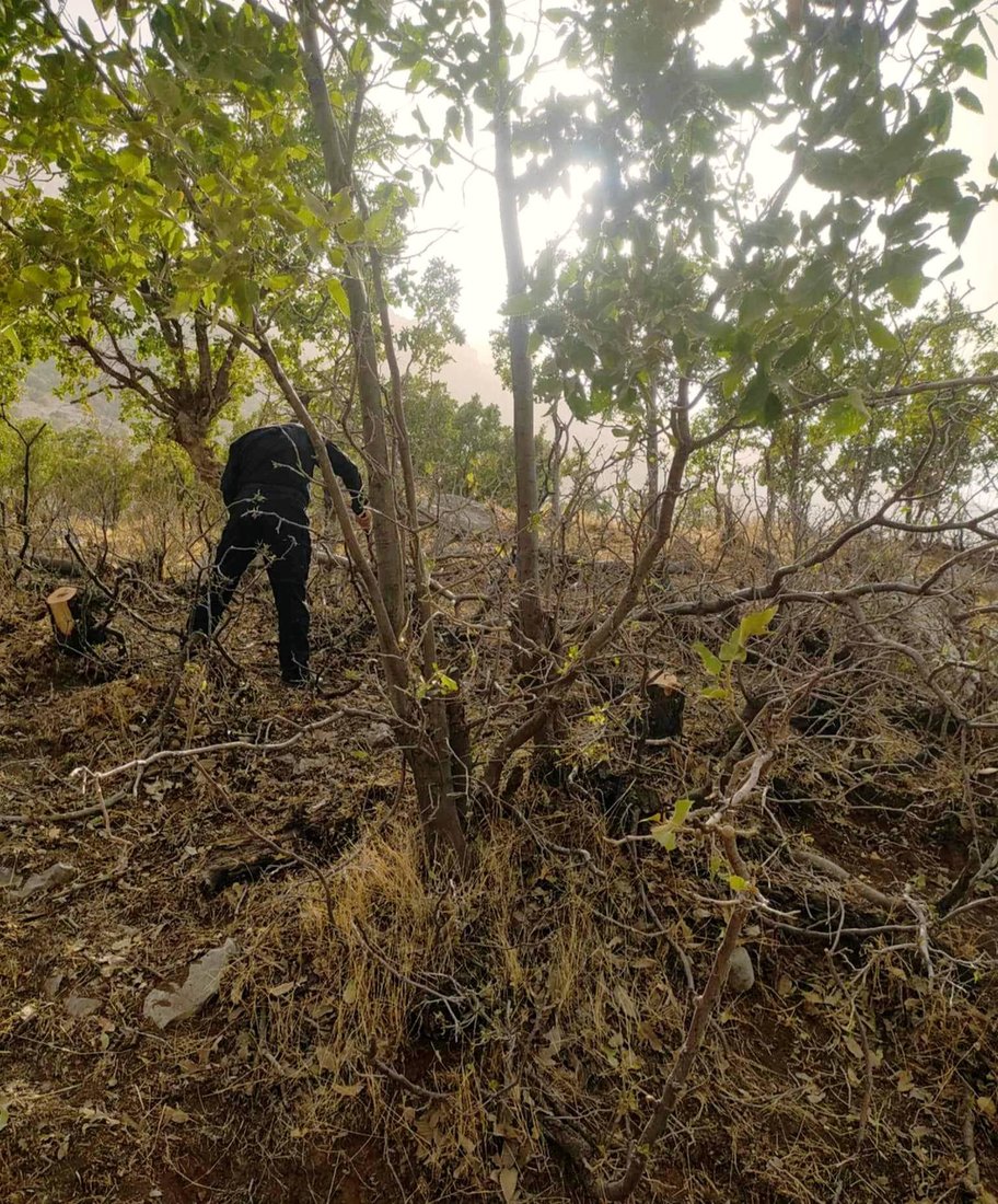 لە مێرگەپان 16 داری تەمەن 15 بۆ 20 ساڵ قەتڵوعام کران