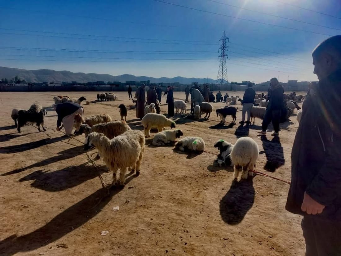 لە خورماتوو ئامادەکاری دەکرێت بۆ رووبەڕووبوونەوەی ڤایرۆسی FMD