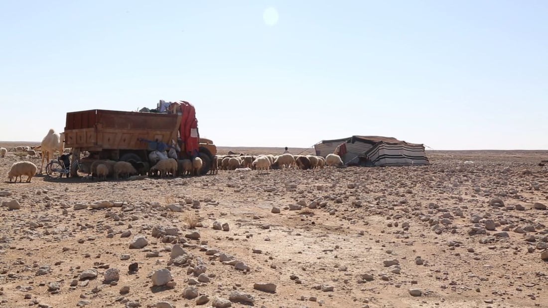 فرصة عمل في بادية السماوة.. راتب رعاة الإبل والغنامة يصل إلى 700 ألف دينار