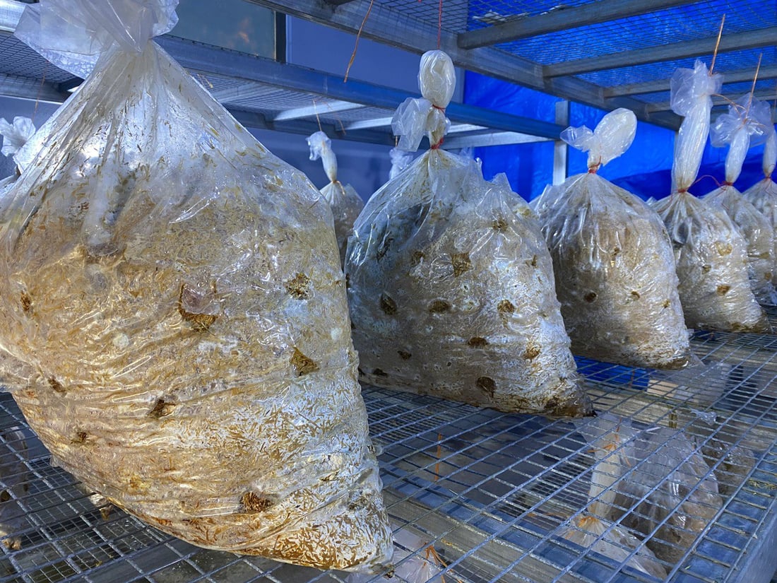 هۆڵێكى به‌رهه‌مهێنانى قارچك كراوەتەوە باشترین جۆریان بەرهەمهێناوە