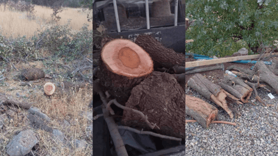 کۆمەڵێک داربەڕووی باڵابەرزی قەتڵوعام کرد؛ دەستگیر کرا