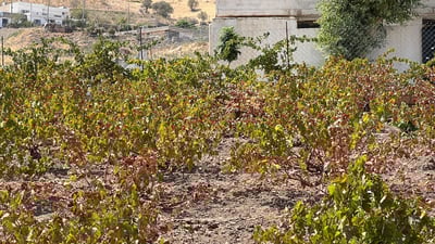 بەراز و وشکەساڵى؛ نیشتمانى رەزى بێ ترێ کردووە