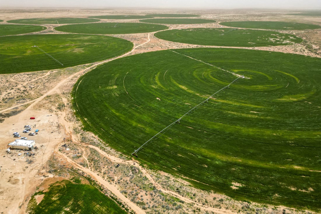 Karbala wheat deliveries reach record 365,000 tons in 2025–26 season