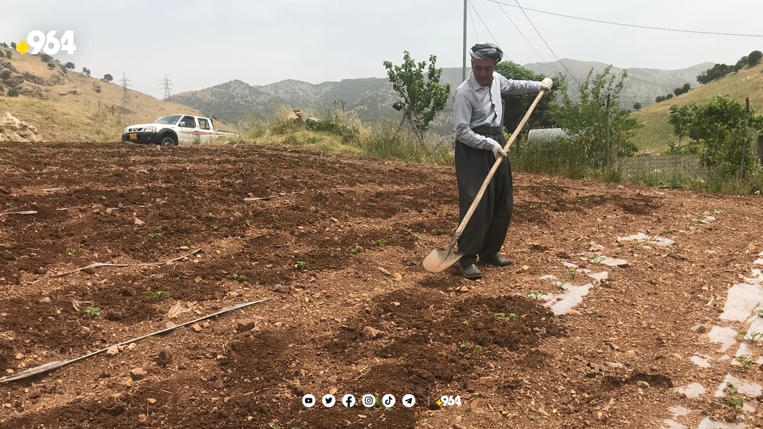 لە زۆرینەی زەوییە کشتوکاڵییەکان بە قەرز دەست بە چاندن کراوە