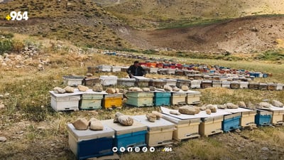 هەنگەوانەکان بارانی بەهاری ئەمساڵ بە هۆکاری کەمیی هەنگوین دەزانن