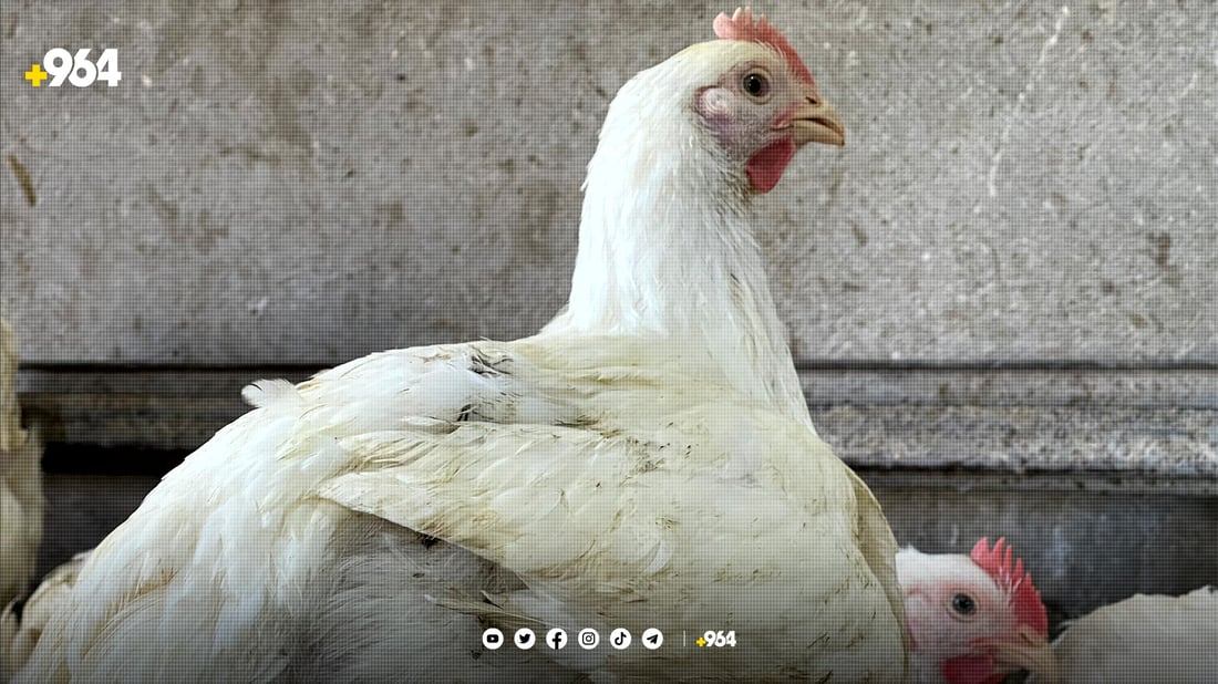 مریشکی “قلرخ” کێبڕکێی نرخی بازاڕ دەکات