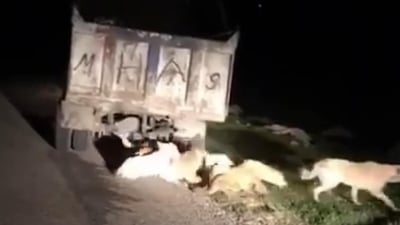 لە دوکان زیاتر لە 100 سەگی بەرەڵا بێهۆشکران