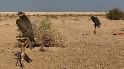 Falconry in Muthanna desert