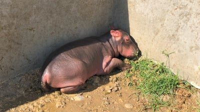 دووەم بێچووی ئەسپە ئاوییەکەی ئەربیل زوو لەدایک بوو