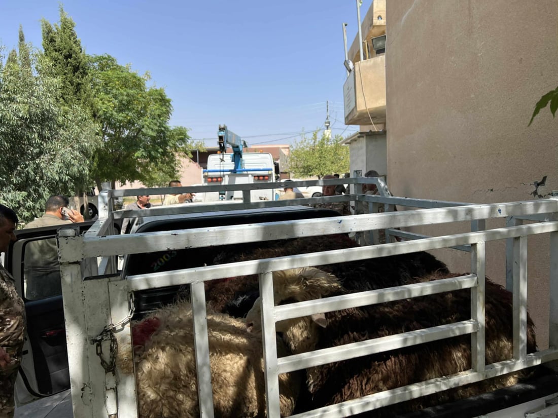 پیكابێكی پڕ لە مەڕی دزراو دەستی بەسەردا گیراو خاوەنەكەشی بۆی دەرچوو