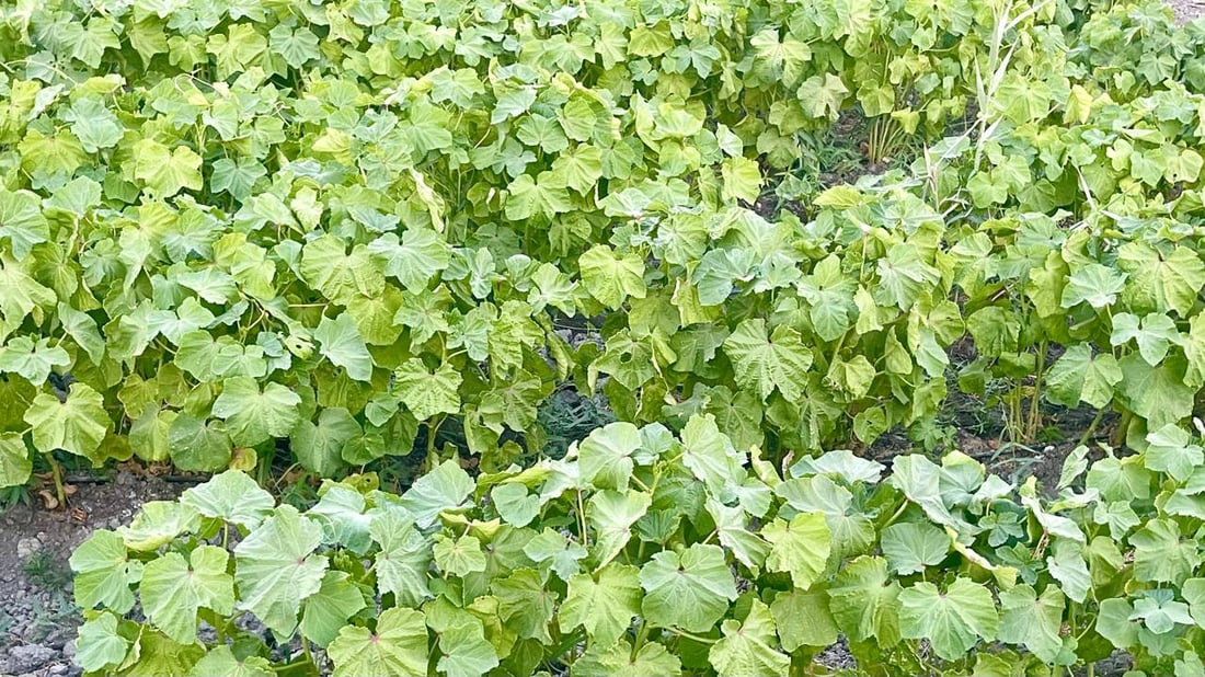 صور من بساتين شمال البصرة: نزرع كل شيء لكن الحكومة تدعم الزبير فقط!