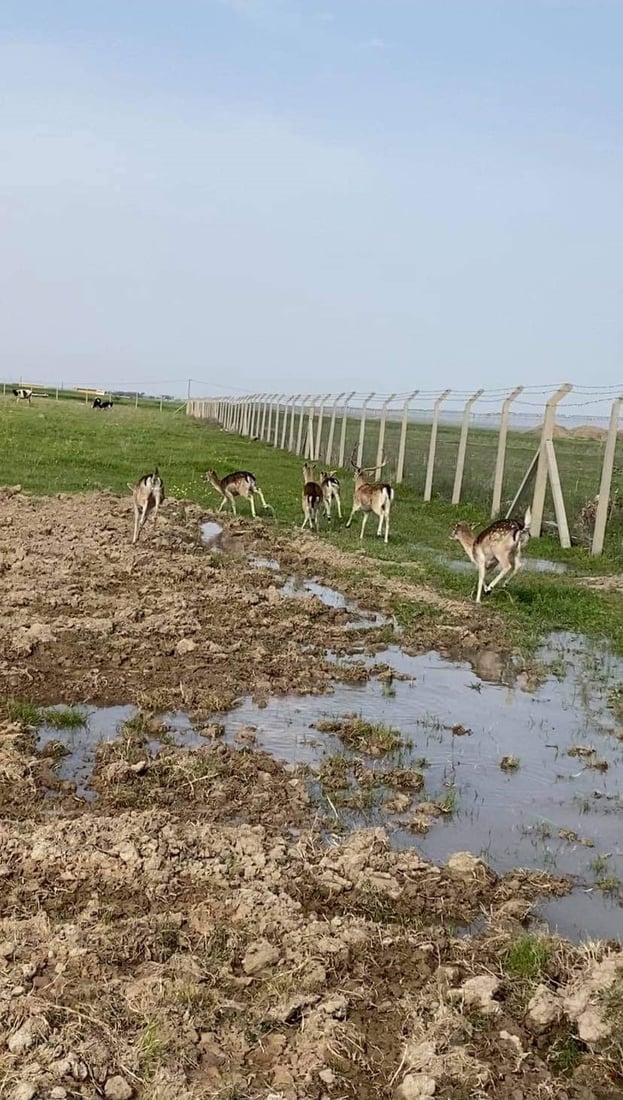 مندلي: تربية غزال الريم.. مهنة مربحة زبائنها المطاعم ومزارع الأثرياء (صور)