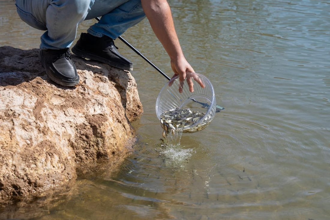 200 هەزار پەنجەماسی خرانە ناو بەنداوی خنس