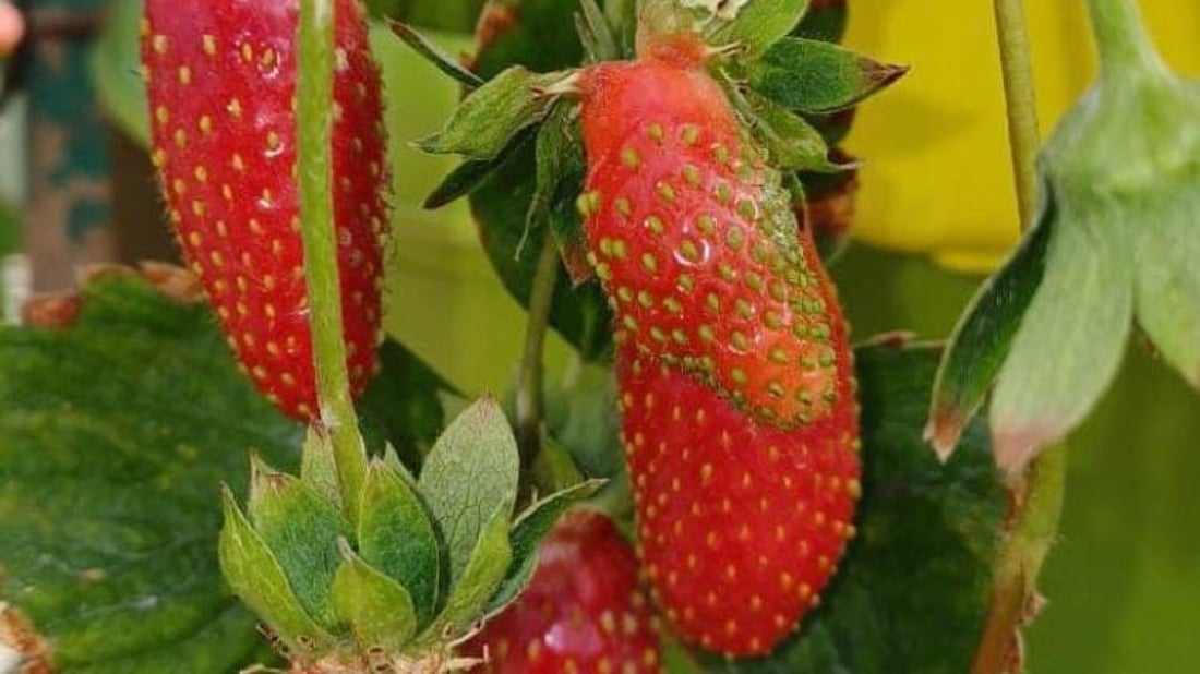 صور: البصرة تنجح بإنتاج فراولة غريبة الشكل تشبه التمر.. وكل شتلة تحمل كيلو!